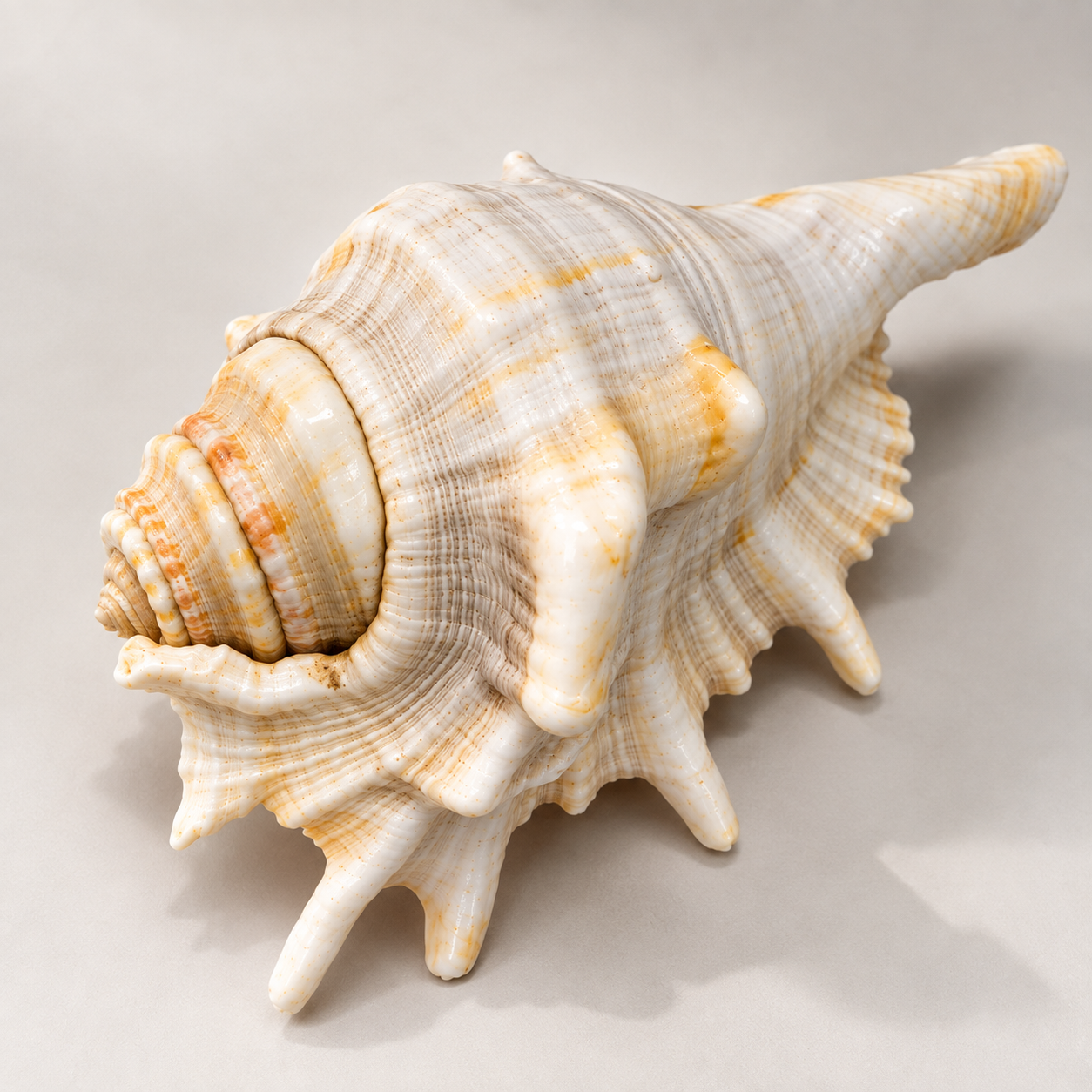 Coastal Conch Shell Decorative - Image 2